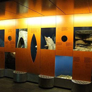 Americasa - Education about bird nests