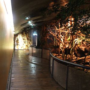 Americasa - Nocturnal part