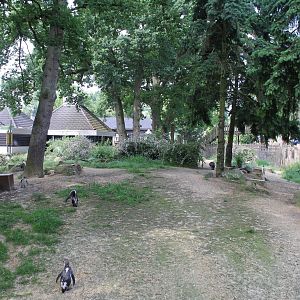 America - Humboldt penguin; land part of the enclosure
