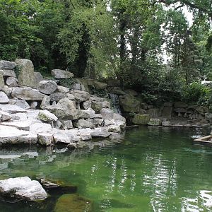 America - Humboldt penguin; basin