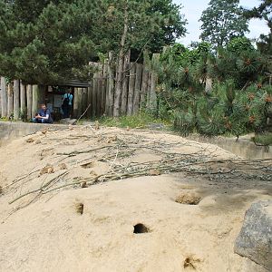 America - Prairiedog enclosure