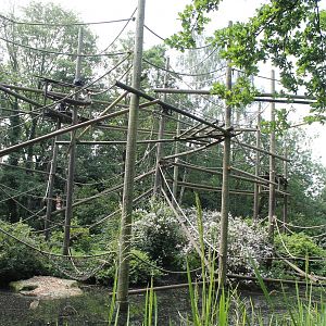 America - Spider monkey island