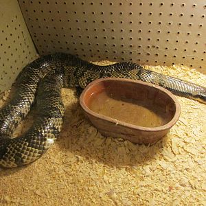 false water cobra serpentario mendoza