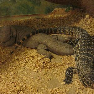 red tegu and black and white tegu serpentario mendoza