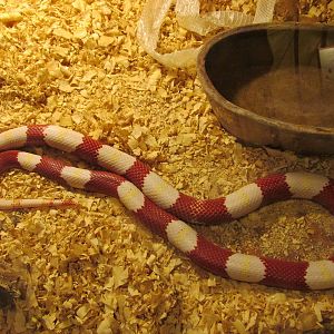 nelson?s milksnake serpentario mendoza
