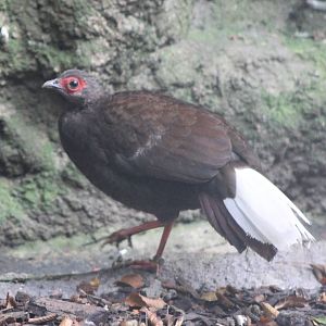 Vietnamese pheasant hen