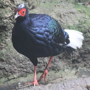 Vietnamese pheasant cock