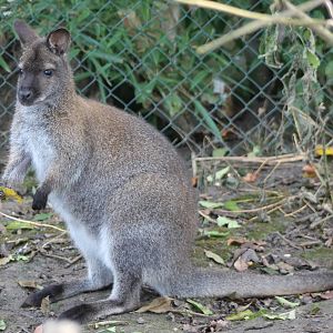 Red-necked wallaby