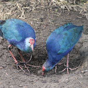 Purple swamphens