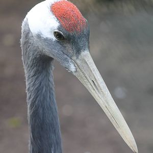Red-crowned crane