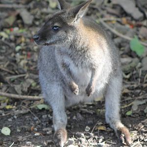 Red-necked wallaby