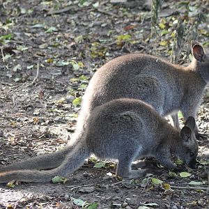 Red-necked wallabies
