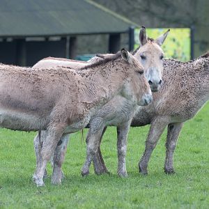 Persian onager : Whipsnade : 10 Jan 2016