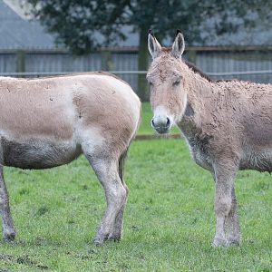 Persian onager : Whipsnade : 10 Jan 2016