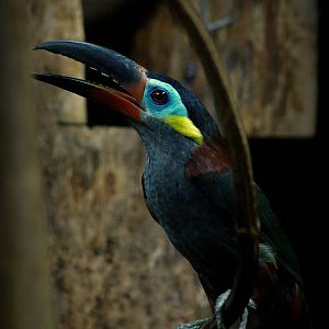 Guianan toucanet