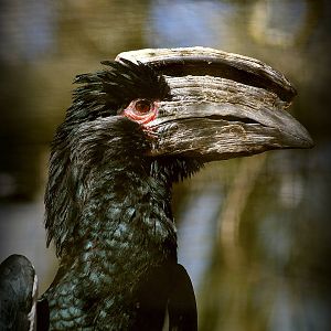 Trumpeter hornbill