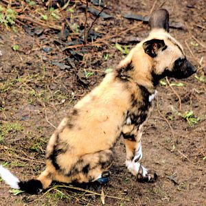 African hunting dog cub; London Zoo; 10th January 2016