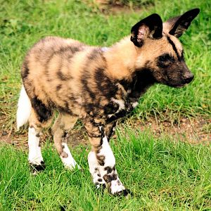 African hunting dog cub; London Zoo; 10th January 2016