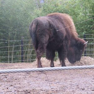 National Zoo - American Bison