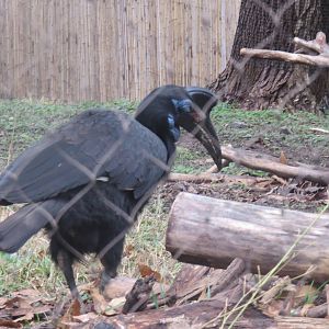 Cheetah  Conservation Station - Abyssinian Ground Hornbill