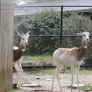 Cheetah Conservation Station - Dama Gazelle