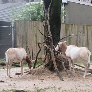 Cheetah Conservation Station - Scimitar Horned Oryx