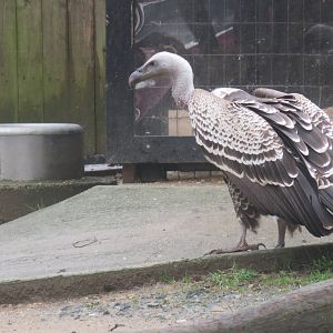 Cheetah Conservation Station - R?ppell's R?ppell's Vulture