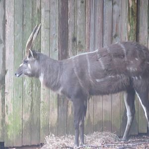 Cheetah Conservation Station - Sitatunga
