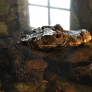 Dwarf crocodile