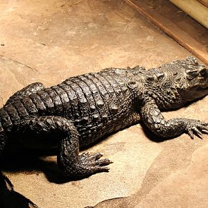 Dwarf crocodile