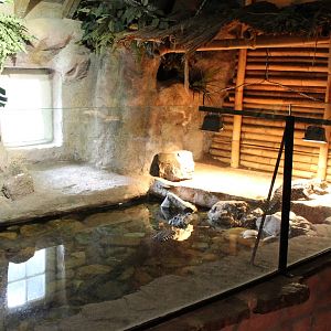 Enclosure Dwarf crocodiles