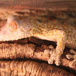 Henkel's flat-tailed gecko