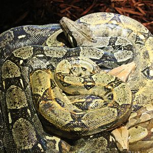 Boa constrictor