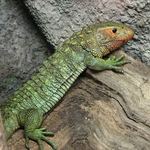 Caiman lizard