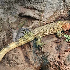 Caiman lizard