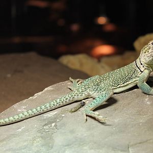 Collared lizard