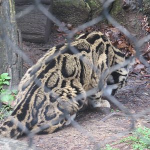 Asia Trail - Clouded Leopard
