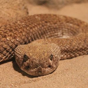 Texas rattlesnake