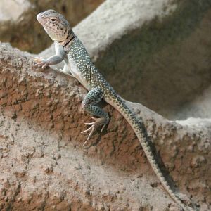 Collared lizard