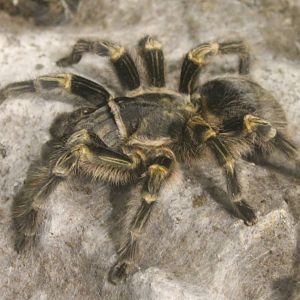 Bird-eating spider ID