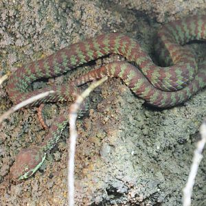 Brown-spotted green pit viper
