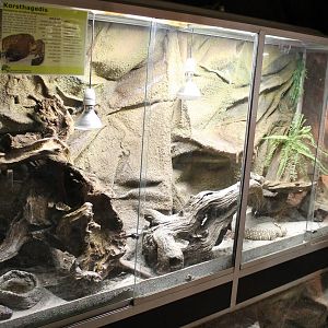 Enclosure Bearded lizards