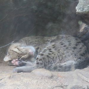 Asia Trail - Fishing Cat