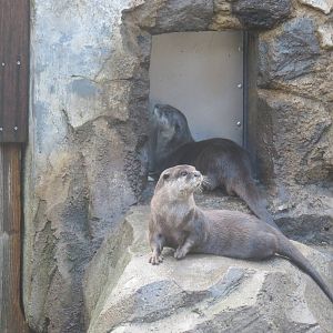 Asia Trail - Asian Small Clawed Otter