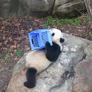 Asia Trail - Giant Panda