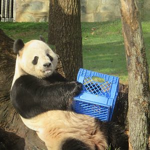 Asia Trail - Giant Panda