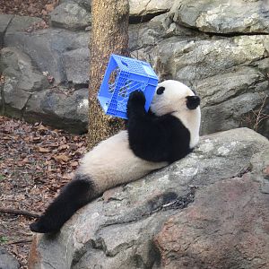 Asia Trail - Bao Bao doing what Bao Bao does.