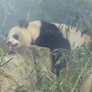 Asia Trail - Mei Xiang doing what Mei Xiang does