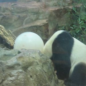 Asia Trail - Tian Tian doing what Tian Tian does... he worries me sometimes