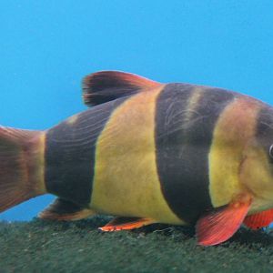 Clown loach
